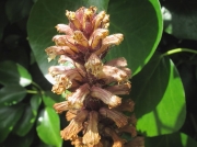 Ivy Broomrape (Orobanche hederae)