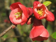 Japanese Quince
