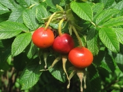 Japanese Rose - fruit