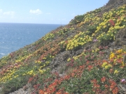 Kidney Vetch (Anthyllis vulneraria)