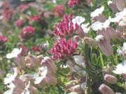 Kidney Vetch (Anthyllis vulneraria) and Sea Campion (Silene uniflora)