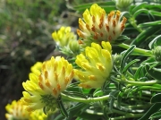 Kidney Vetch (Anthyllis vulneraria)