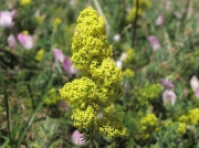 Lady's Bedstraw (Galium verum)