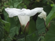 Large Bindweed (Calystegia silvatica)