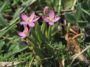 Lesser Centaury (Centaurium pulchellum)