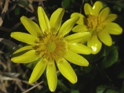 Lesser Celandine (Ficaria verna or Ranunculus ficaria)