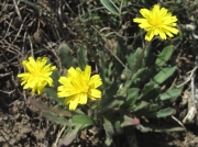 Lesser Hawkbit (Leontodon saxatilis)
