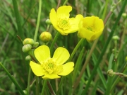Lesser Spearwort (Ranunculus flammula)