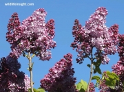 Lilac (Syringa vulgaris)