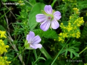 Long-stalked Crane's-bill (Geranium columbinum)