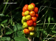 Lords-and-Ladies or Cuckoo-pint  (Arum maculatum) fruit