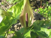 Lords-and-Ladies or Cuckoo-pint (Arum maculatum)