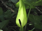 Lords-and-Ladies (Arum maculatum)