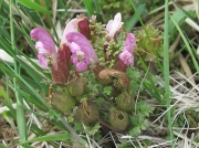 Lousewort (Pedicularis sylvatica)
