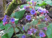Lungwort