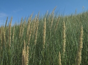 Marram