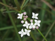 Marsh-bedstraw (Galium palustre)
