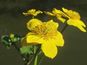 Marsh-marigold (Caltha palustris)