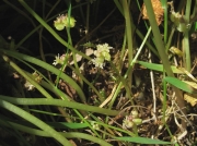 Marsh Pennywort (Hydrocotyle vulgaris)