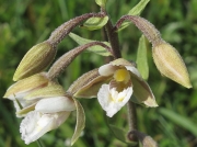 Marsh Helleborine (Epipactis palustris)