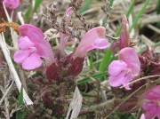 Marsh Lousewort or Red Rattle (Pedicularis palustris)