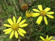 Marsh Ragwort (Senecio aquaticus)