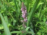 Marsh Woundwort