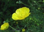 Meadow Buttercup (Ranunculus acris)