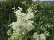 Meadowsweet