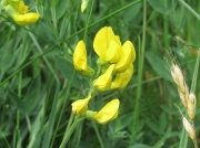 Meadow Vetchling (Lathyrus pratensis)