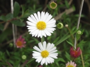 Mexican Fleabane (Erigeron karvinskianus)