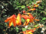 Montbretia