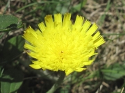 Mouse-ear-hawkweed (Pilosella officinarum)