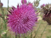 Musk Thistle or Nodding Thistle (Carduus nutans)