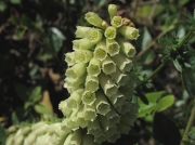 Navelwort or Pennywort (Umbilicus rupestris)