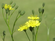 Nipplewort (Lapsana communis)