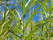 Osier (Salix viminalis) leaves