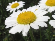 Oxeye Daisy (Leucanthemum vulgare)