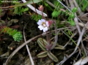 Pale Butterwort (Pinguicula lusitanica)