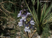 Pale Toadflax (Linaria repens)