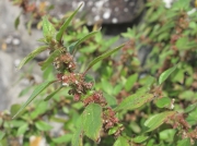 Pellitory-of-the-wall (Parietaria judaica)