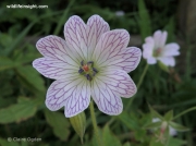 Pencilled Crane's-bill (Geranium versicolor)