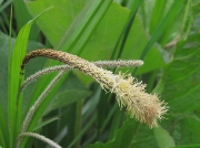Pendulous Sedge (Carex pendula)