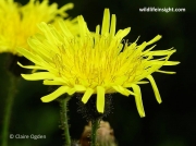Perennial Sow-thistle (Sonchus arvensis)