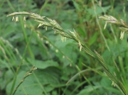 Perennial Rye-grass (Lolium perenne)