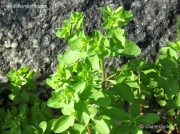 Petty Spurge (Euphorbia peplus)
