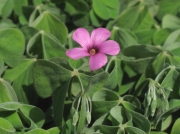 Pink-sorrel (Oxalis articulata)