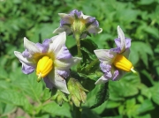 Potato (Solanum tuberosum)