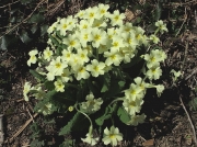 Primrose (Primula vulgaris)