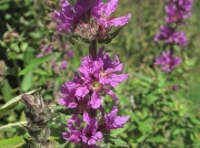 Purple-loosestrife (Lythrum salicaria)